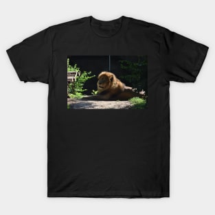 Lion T-Shirt